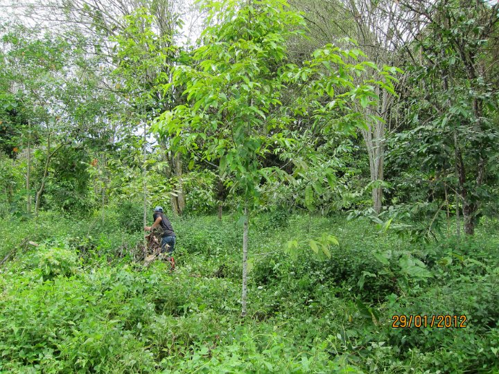 Kapur planted in ex cocoa area (3).JPG